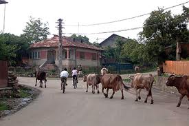 Una, dintre vacile ce trec pe drum,  trebuie să fie a tânărului Gigi pentru că imaginea este din aceea localitate de la marginea județului